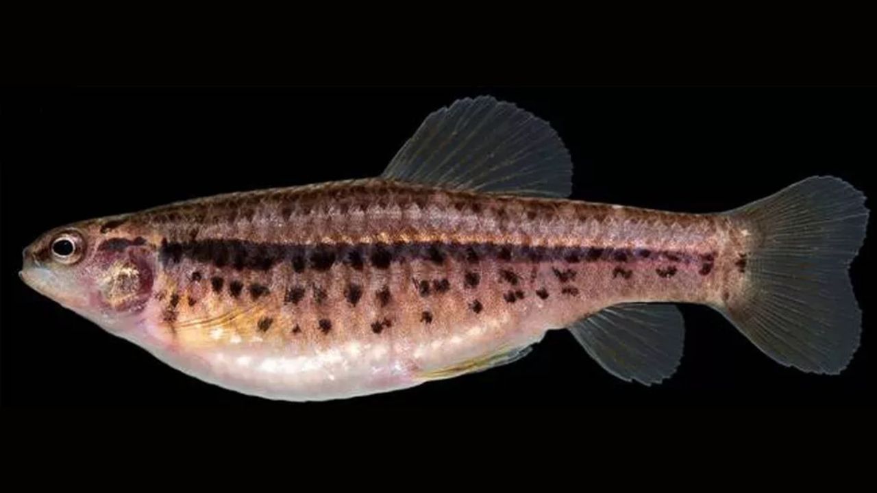 DF: Nova espécie de peixe é revelada — e animal já é classificado como ‘criticamente ameaçado’
