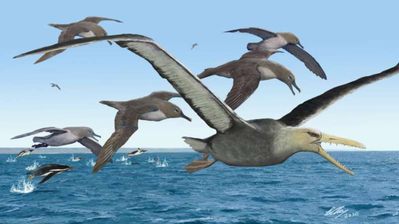 Pesquisador identifica espécie de pássaro gigante de 40 milhões de anos