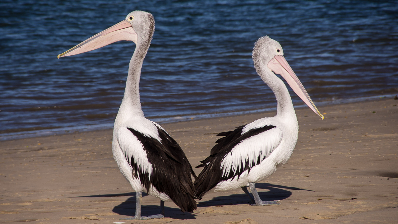 Gripe aviária mata milhares de pelicanos na Venezuela e preocupa Peru