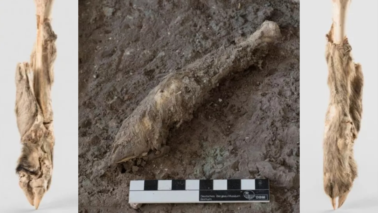 Cientistas descobrem DNA primitivo em pata de ovelha mumificada