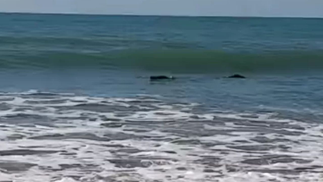 O pescador que confundiu um crocodilo com um tronco