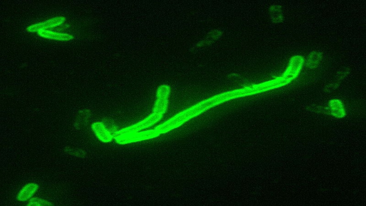 Após morte por peste bubônica, China decide isolar aldeia