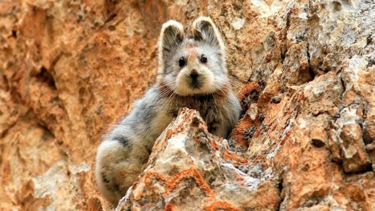 De apenas 20 cm, pika corre risco de extinção