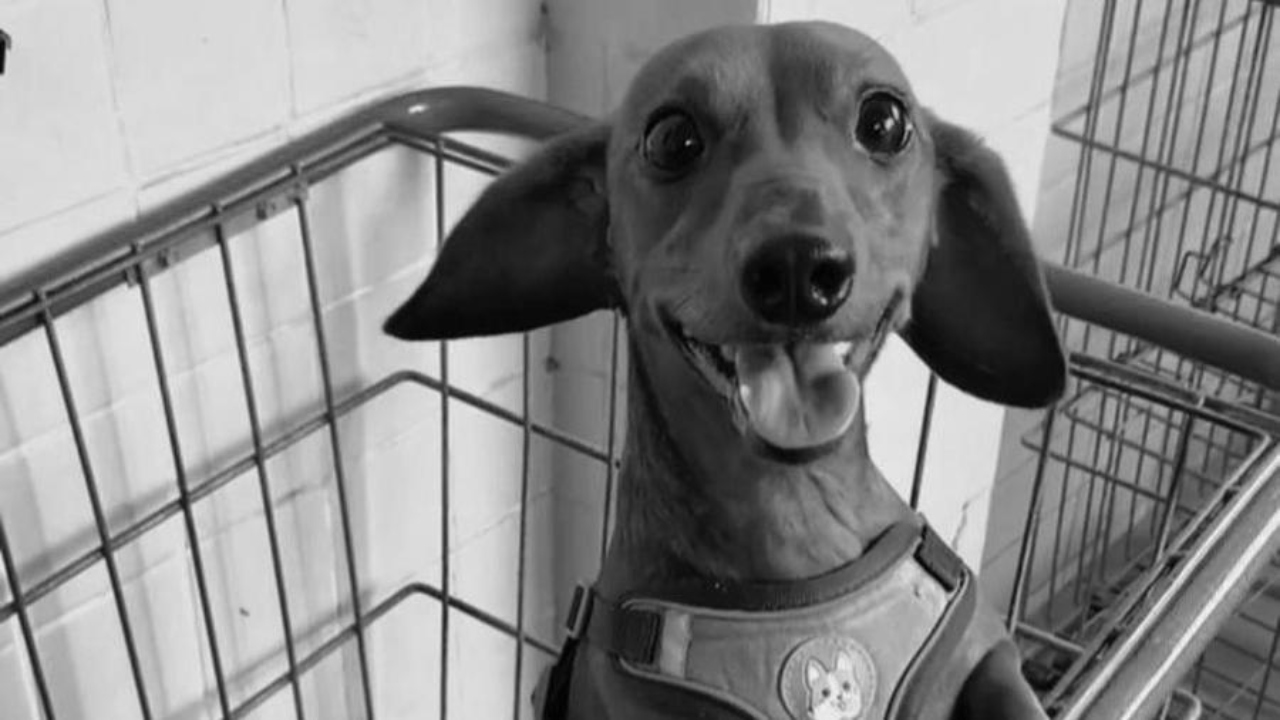 Após ser ferido com objeto cortante, cachorro é jogado de prédio e encontrado morto