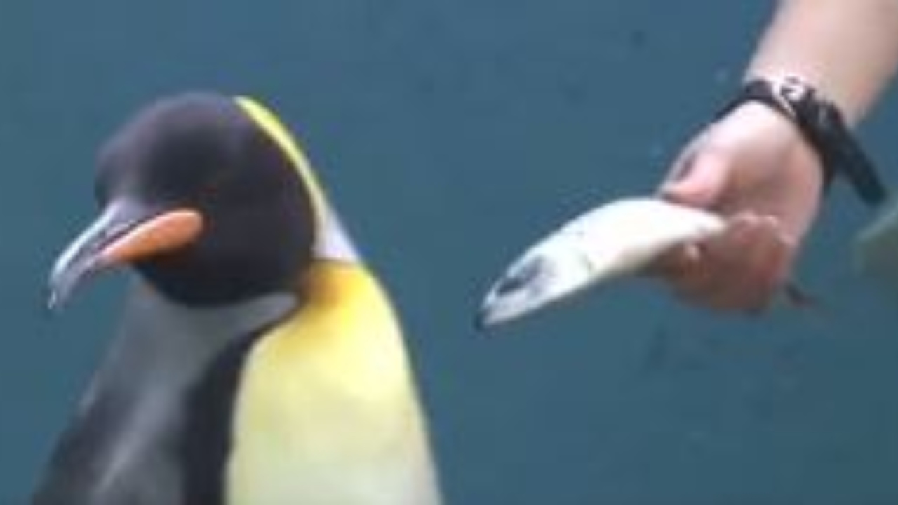 Pinguins não aceitam comer peixe mais barato em aquário do Japão