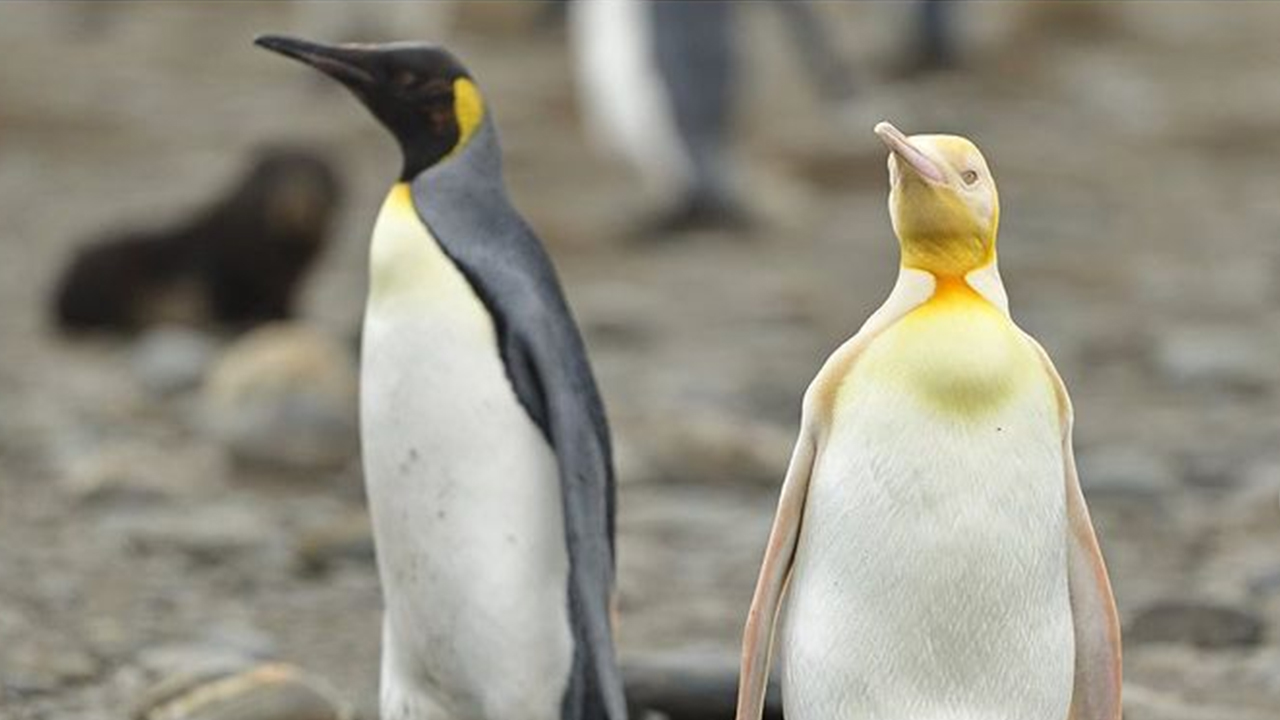 Pinguim raro foi registrado por fotógrafo no Atlântico Sul: ‘Ficamos loucos’