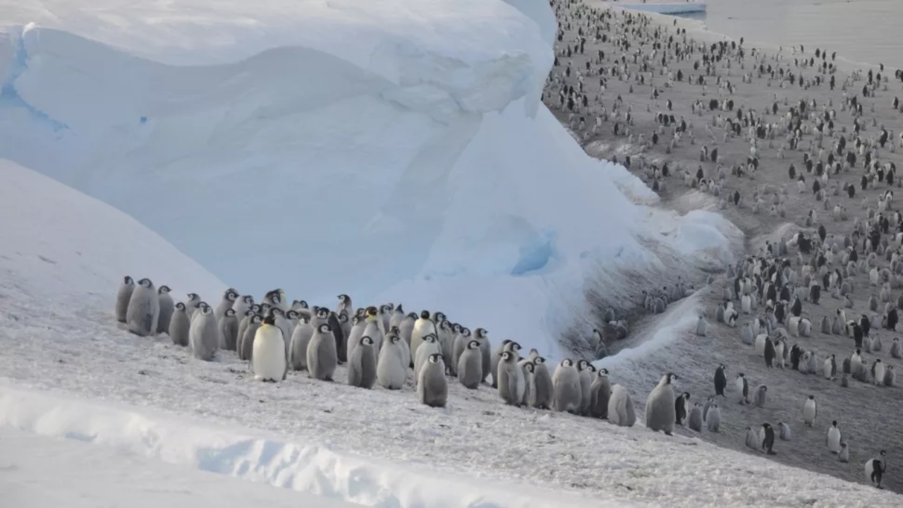 Colônia de pinguins nunca antes vista é descoberta do espaço