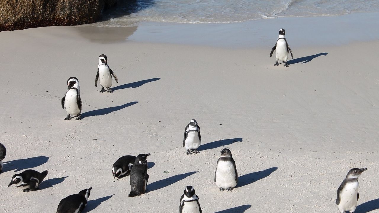 Abelhas podem ter sido responsáveis pela morte de 63 pinguins ameaçados de extinção
