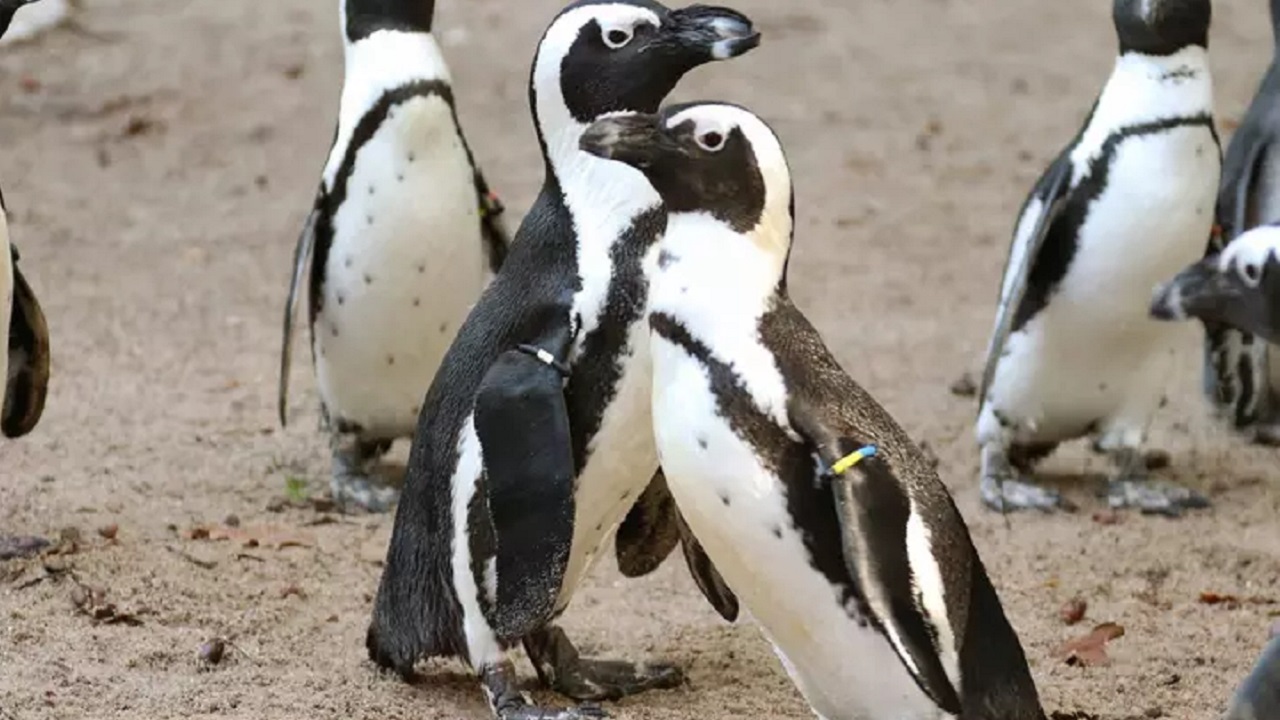 Casal de pinguins gay rouba ovos de casal de pinguins lésbicas na esperança de se tornarem pais