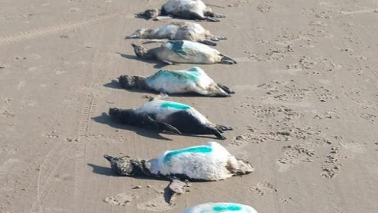 59 pinguins são encontrados mortos e extremante debilitados em praias de SC