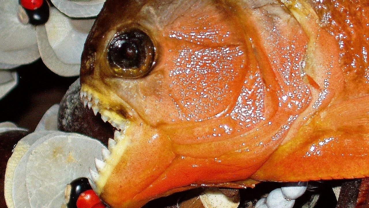 4 pessoas morreram e 20 ficaram feridas, por ataques de piranhas