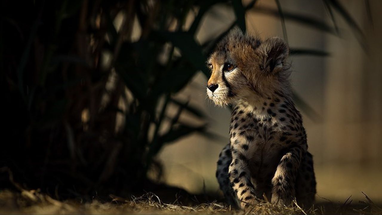 Morre último filhote cativo de espécie ameaçada de extinção no Irã