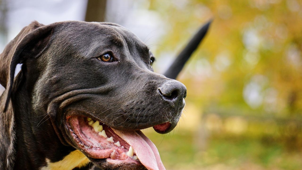 Caso de pitbull que matou idosa é investigado como homicídio culposo