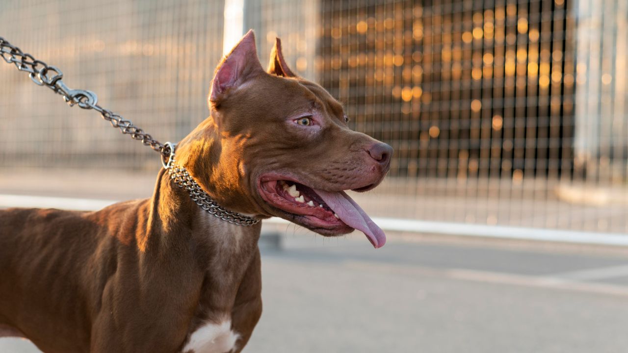 Após um mês foragido, homem suspeito de matar vizinha e seu cachorro é capturado