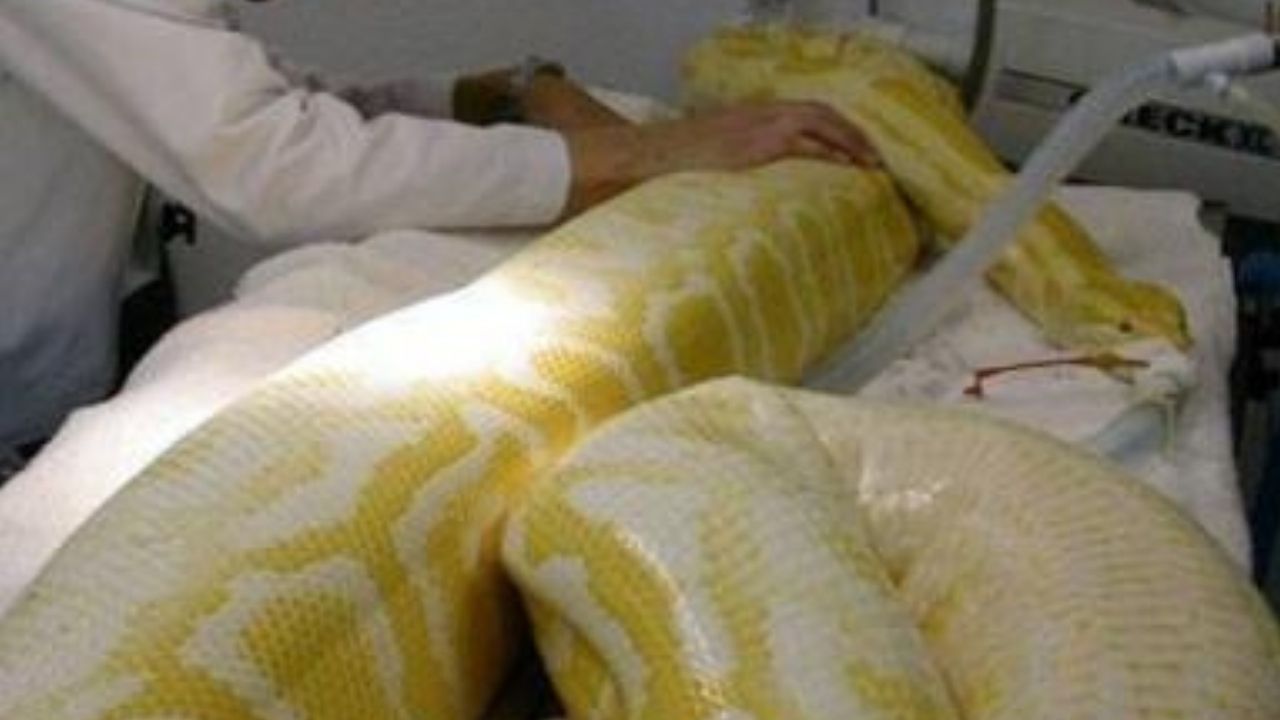 Píton de 4 metros é resgatada no Ceará e choca moradores