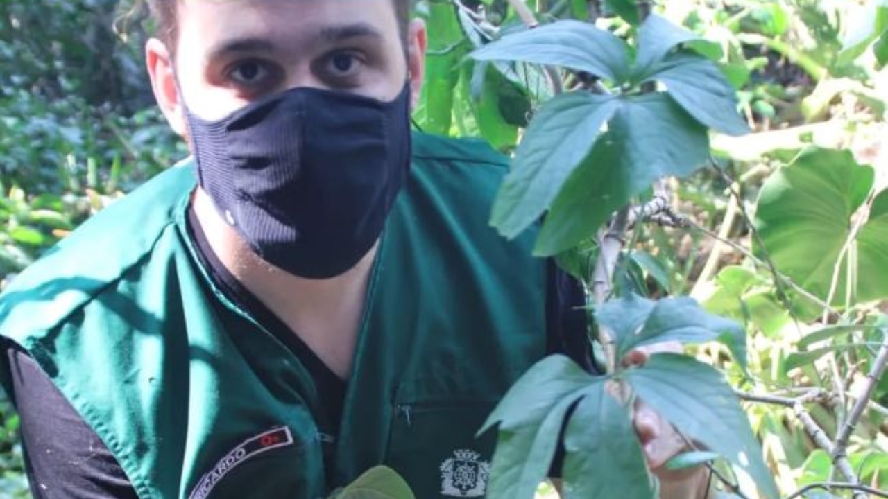 Planta desaparecida há 50 anos é encontrada no Rio de Janeiro