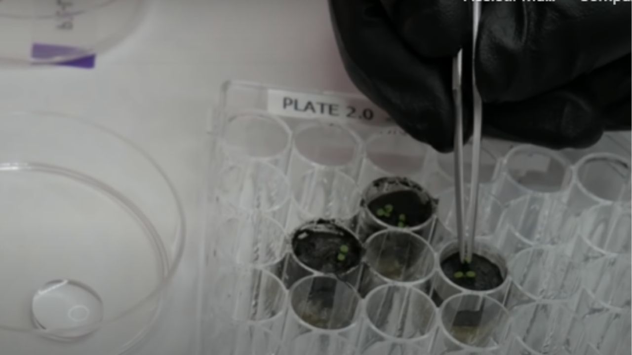 Pela 1ª vez, plantas são cultivadas com sucesso em solo lunar coletado pela Apollo 11