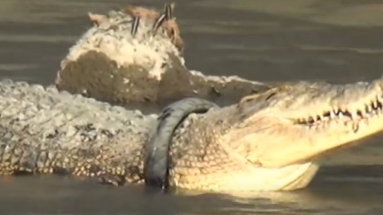 Crocodilo que passou 6 anos com um pneu preso no pescoço é salvo
