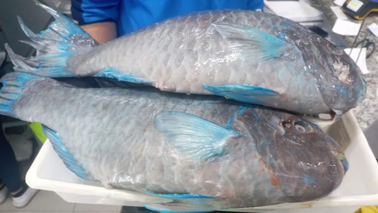 Peixe ameaçado de extinção é descoberto à venda em loja de Santos