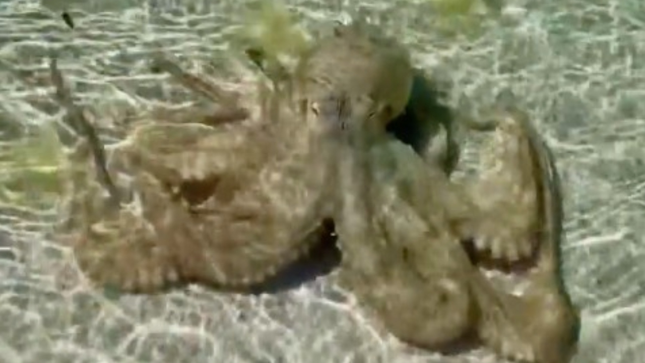 Vídeo: Em praia, geólogo passa por ataque de polvo ‘bravo’