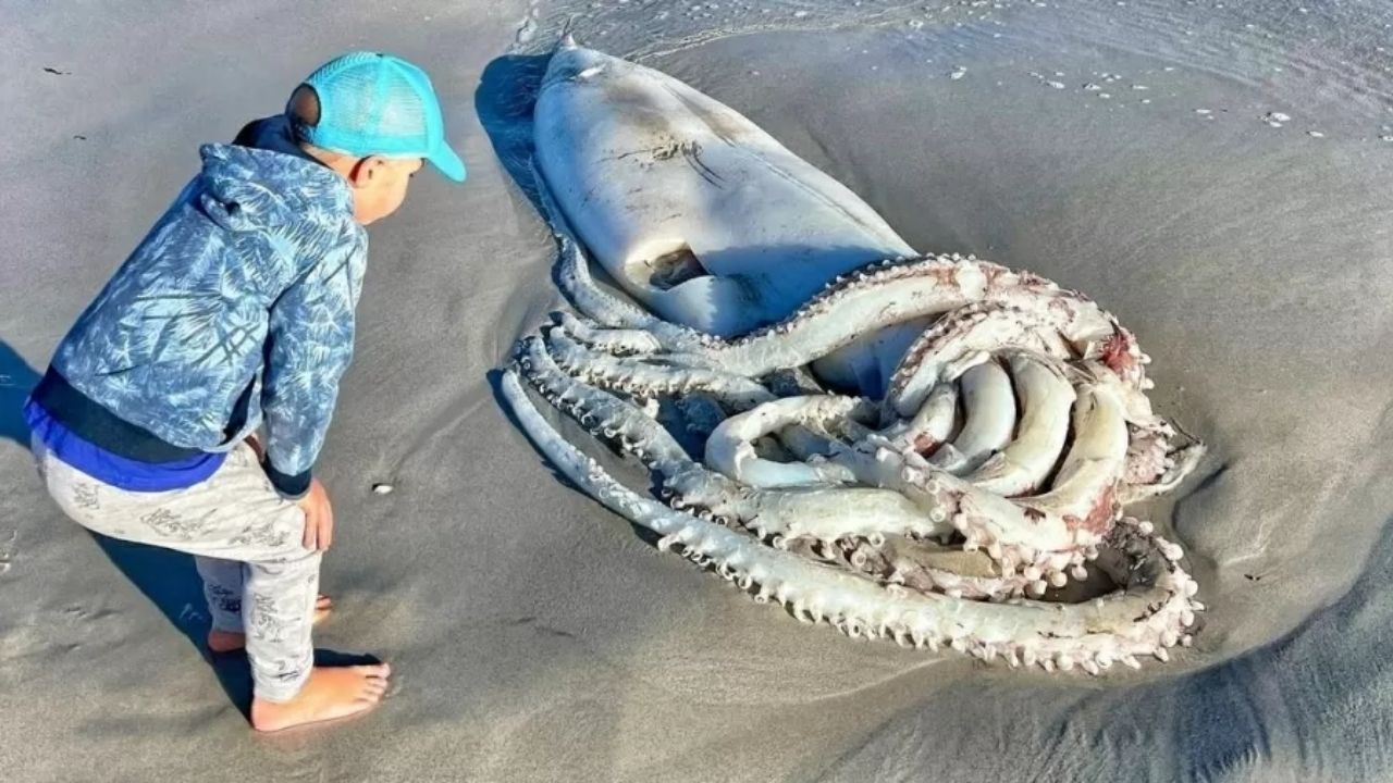 Corpo de lula gigante é avistado em praia na África do Sul