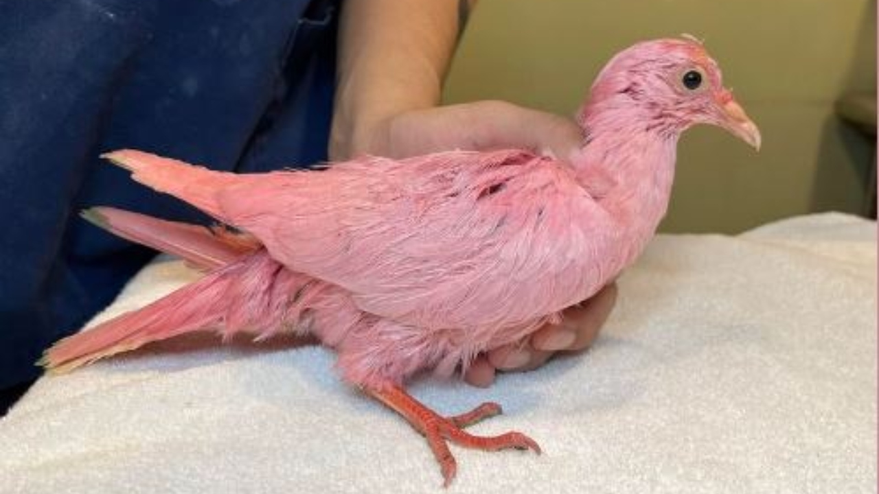 Sem capacidade de voar e desnutrido: O resgate do pombo tingido de rosa para chá revelação