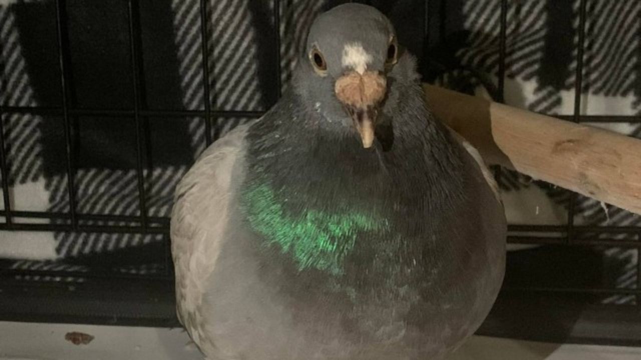 Pombo-correio atravessa o Atlântico após se perder na Inglaterra e chegar nos EUA