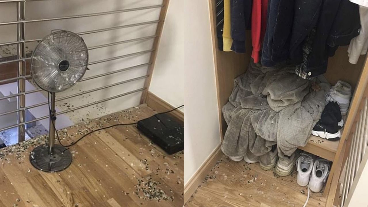 Na Inglaterra, homem tem apartamento tomado por pombos