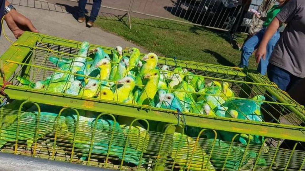 Pombos verde e amarelo marcam passagem de Bolsonaro por Vitória
