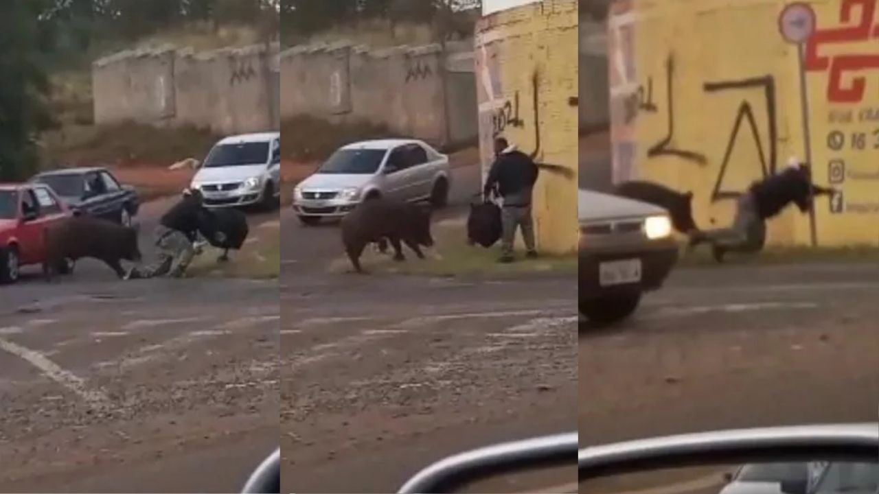 Porco morde motoboy violentamente durante entrega no interior de São Paulo