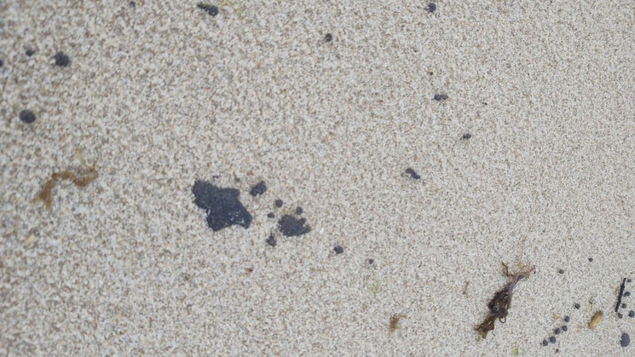 Litoral cearense tem 64 praias com manchas de óleo
