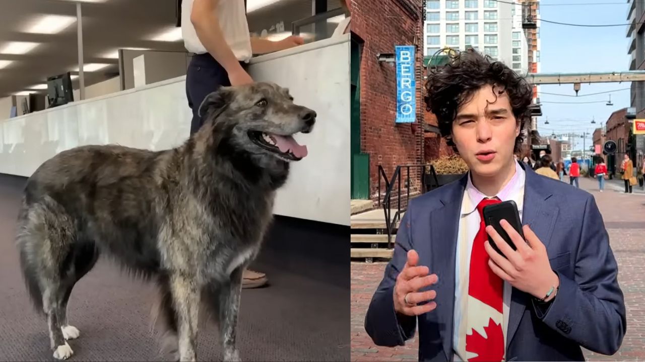 Mais de 100 candidatos: Cadela concorre para prefeitura de cidade no Canadá