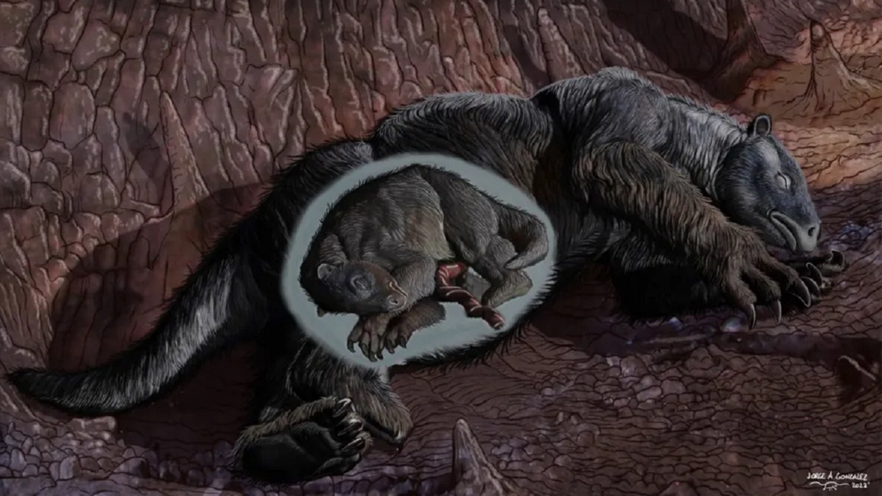 ‘Escondido’ há 40 anos: Feto fossilizado de preguiça-gigante é divulgado por pesquisador