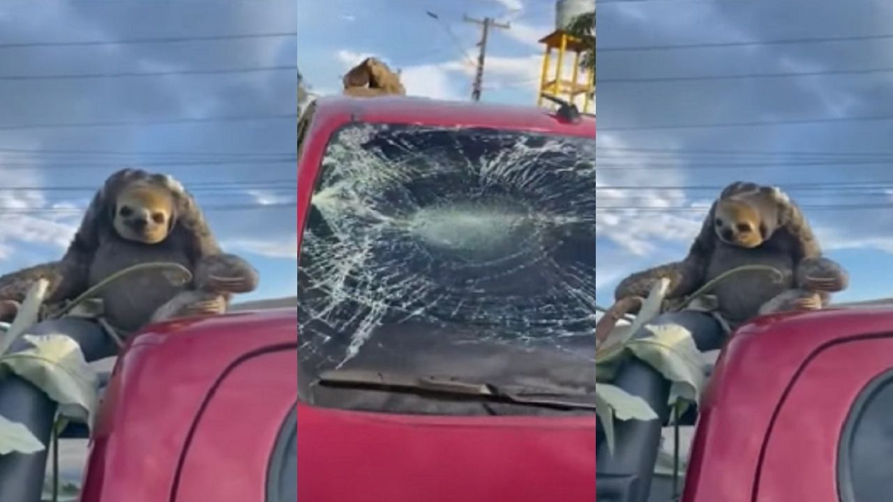 Bicho-preguiça cai de árvore em cima de carro em Manaus