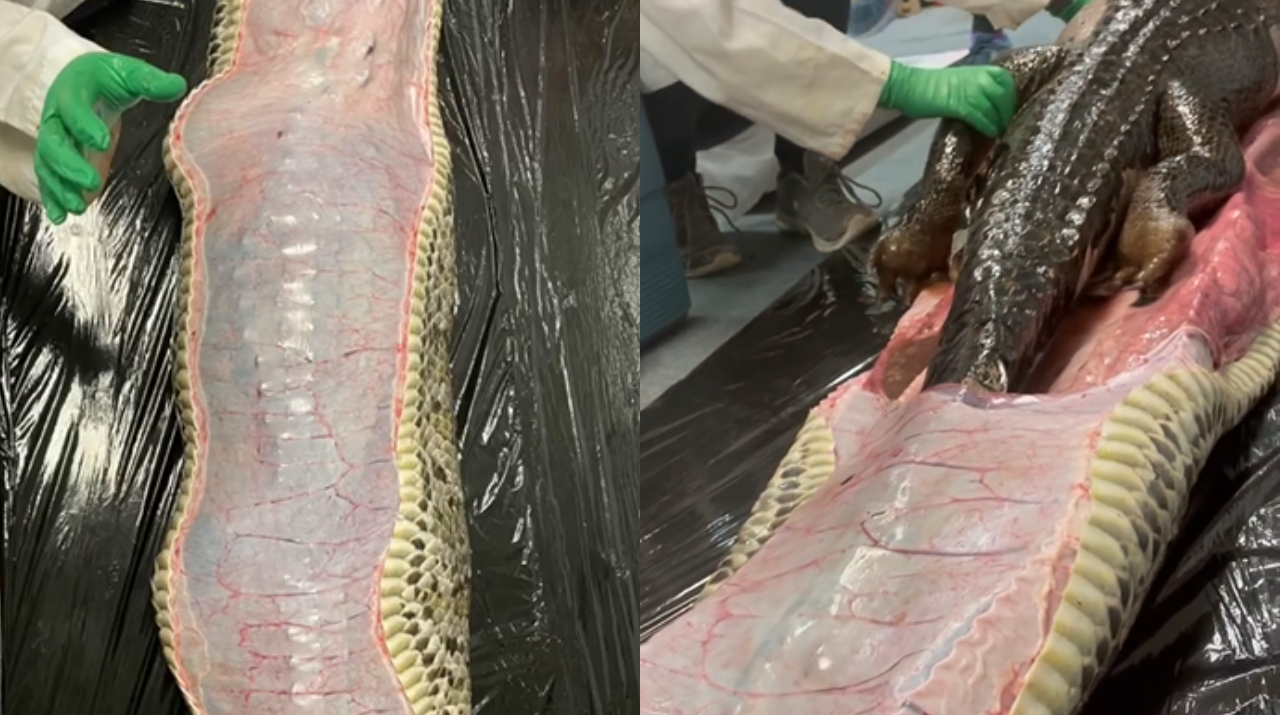 EUA: Vídeo de crocodilo sendo retirado de dentro de píton viraliza na internet