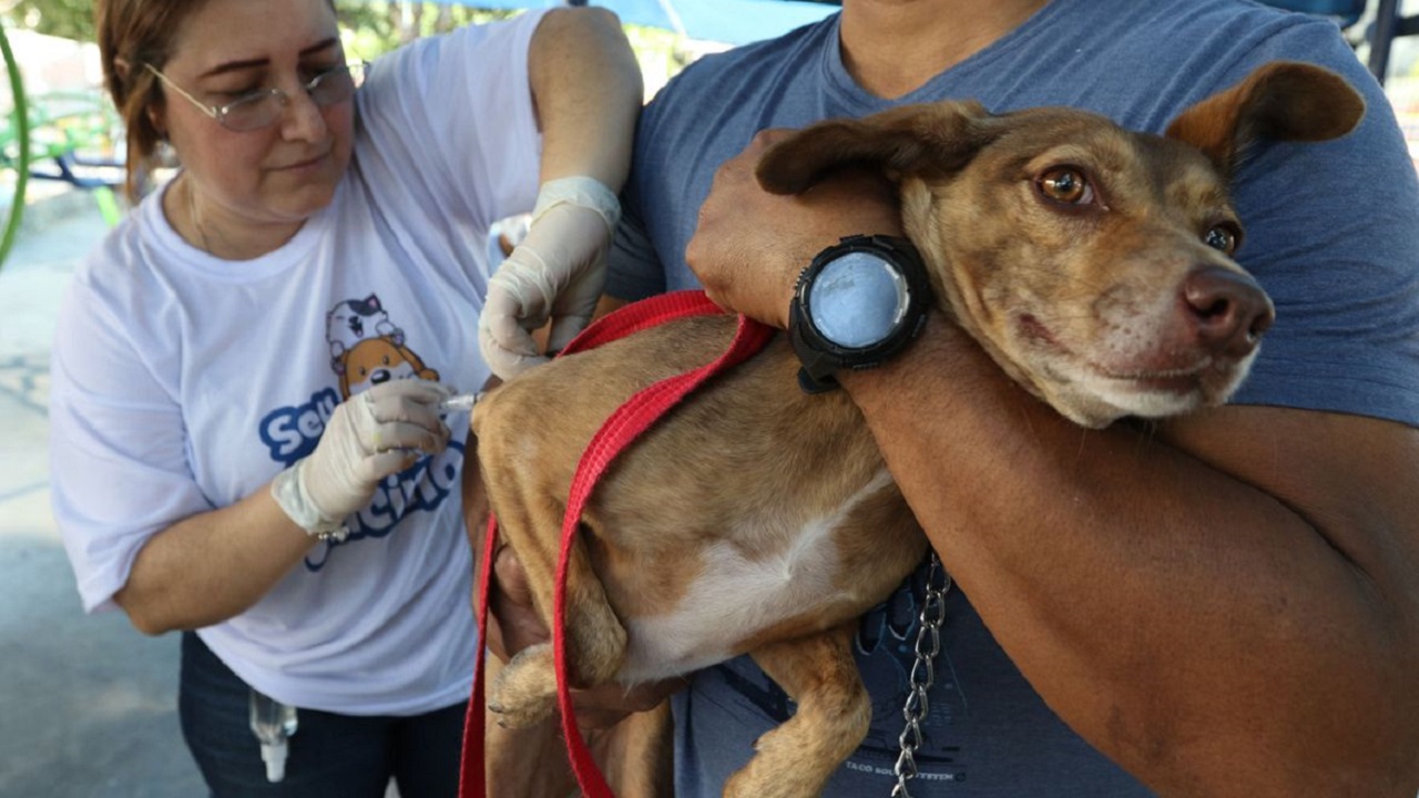 Raiva canina: Capital paulista registra primeiro caso em três décadas