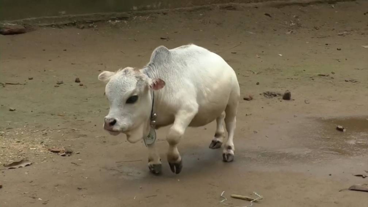 Vaca com 51 centímetros chama atenção em Bangladesh: ‘É muito especial para mim’, diz criador