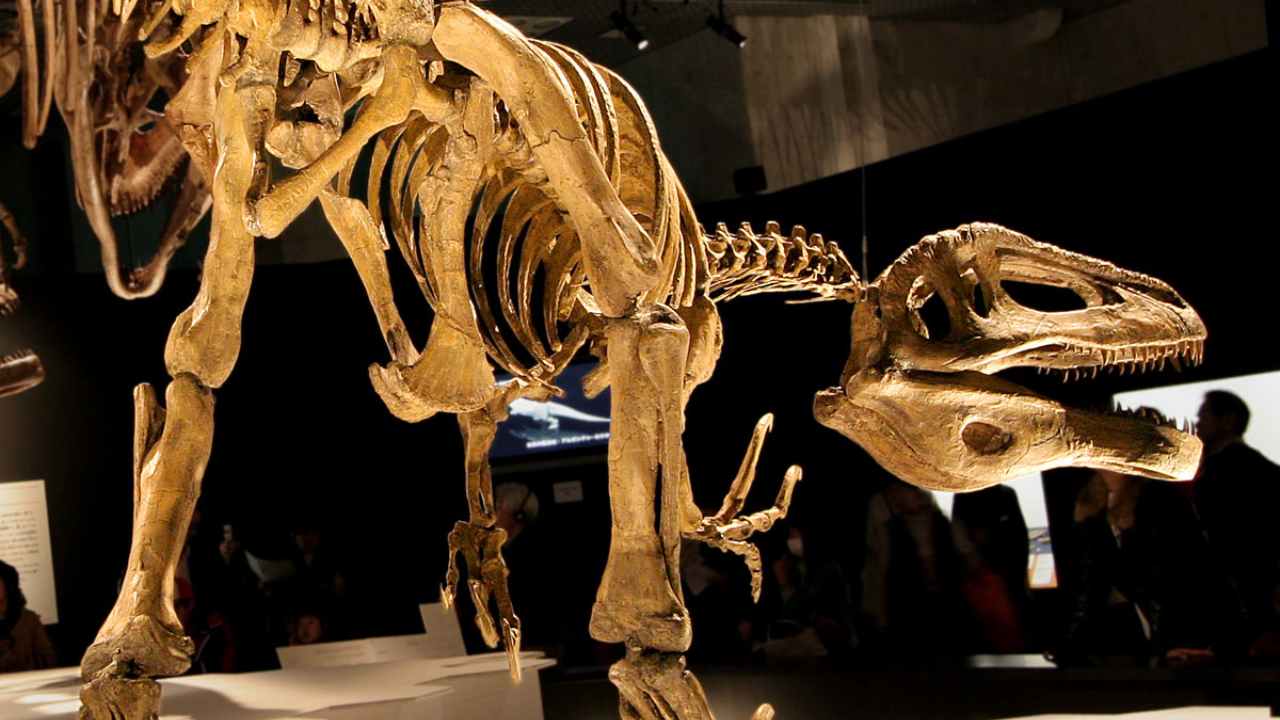 Pesquisadores descobrem maior fóssil de ‘megaraptors’ da história