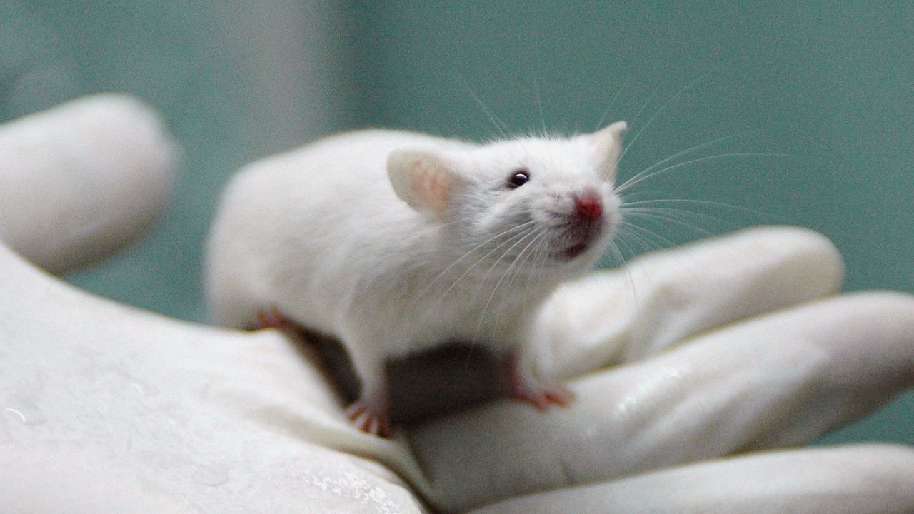 Suíça não proibirá testes em animais