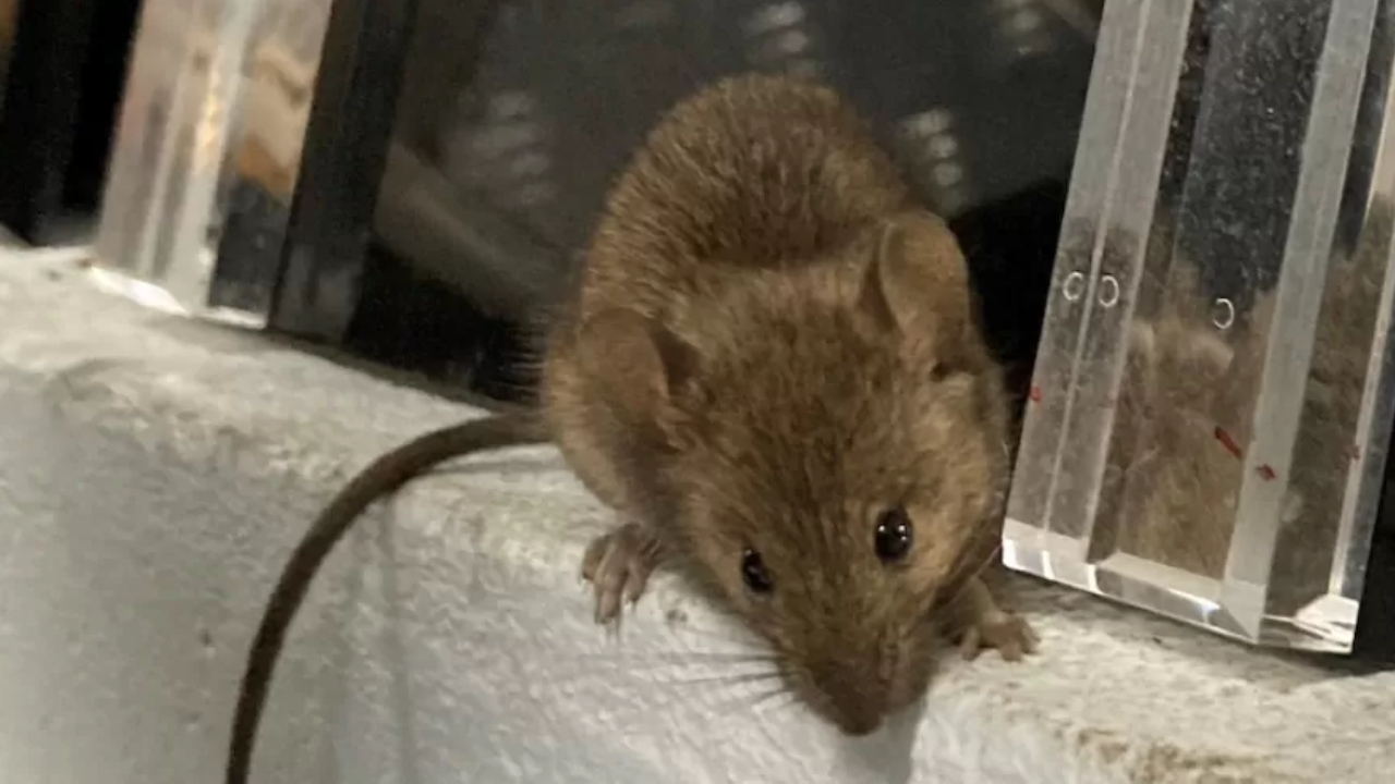 O inusitado motivo que fez uma mulher do Reino Unido criar ratos em casa