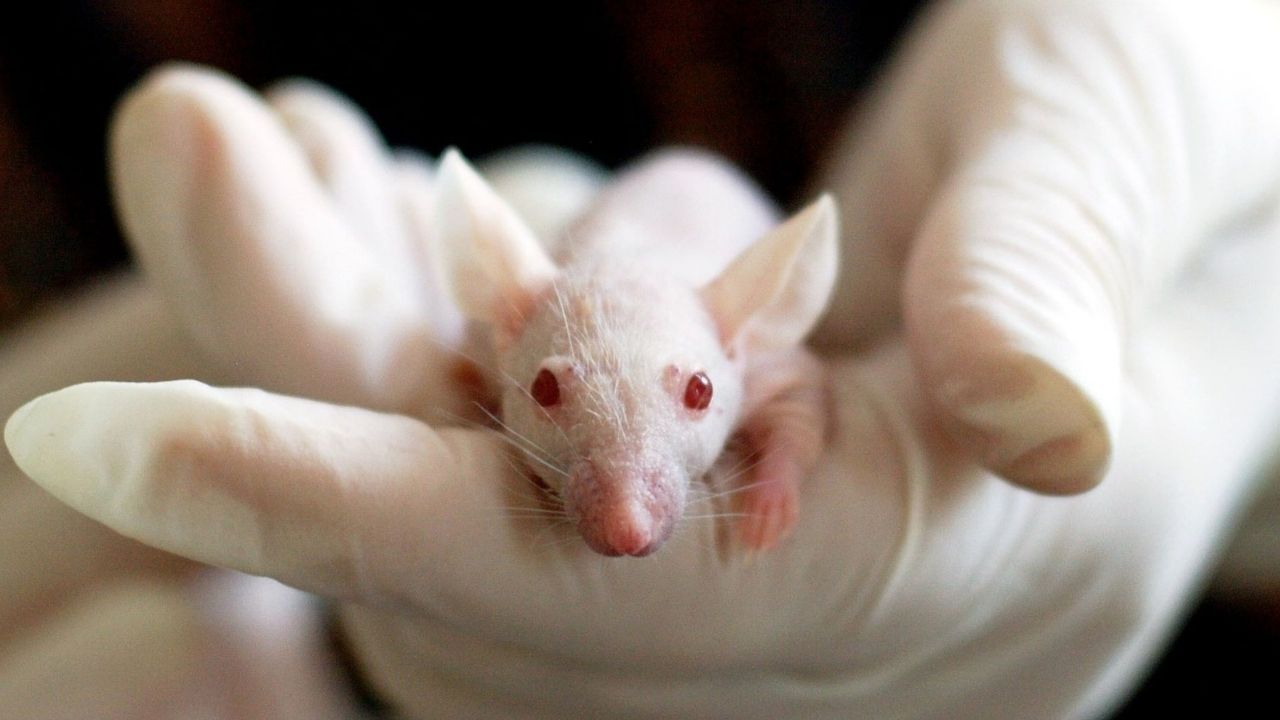 Em laboratório, cientistas chineses geram filhotes de rato sem pai