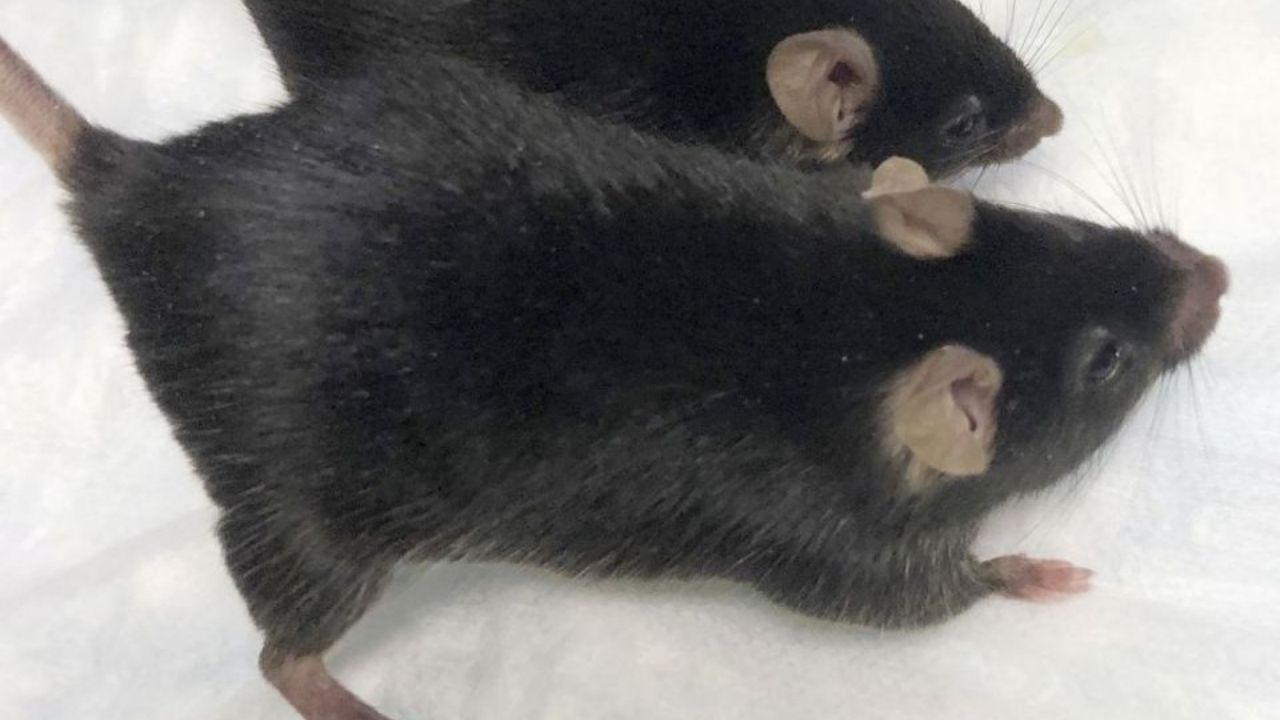 “Super Mouses”: Ratos geneticamente modificados voltam musculosos do espaço