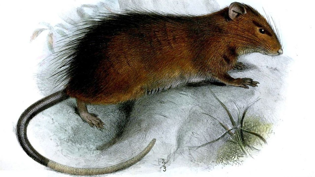 Cientistas querem ‘reviver’ rato extinto que vivia na Austrália há quase 120 anos