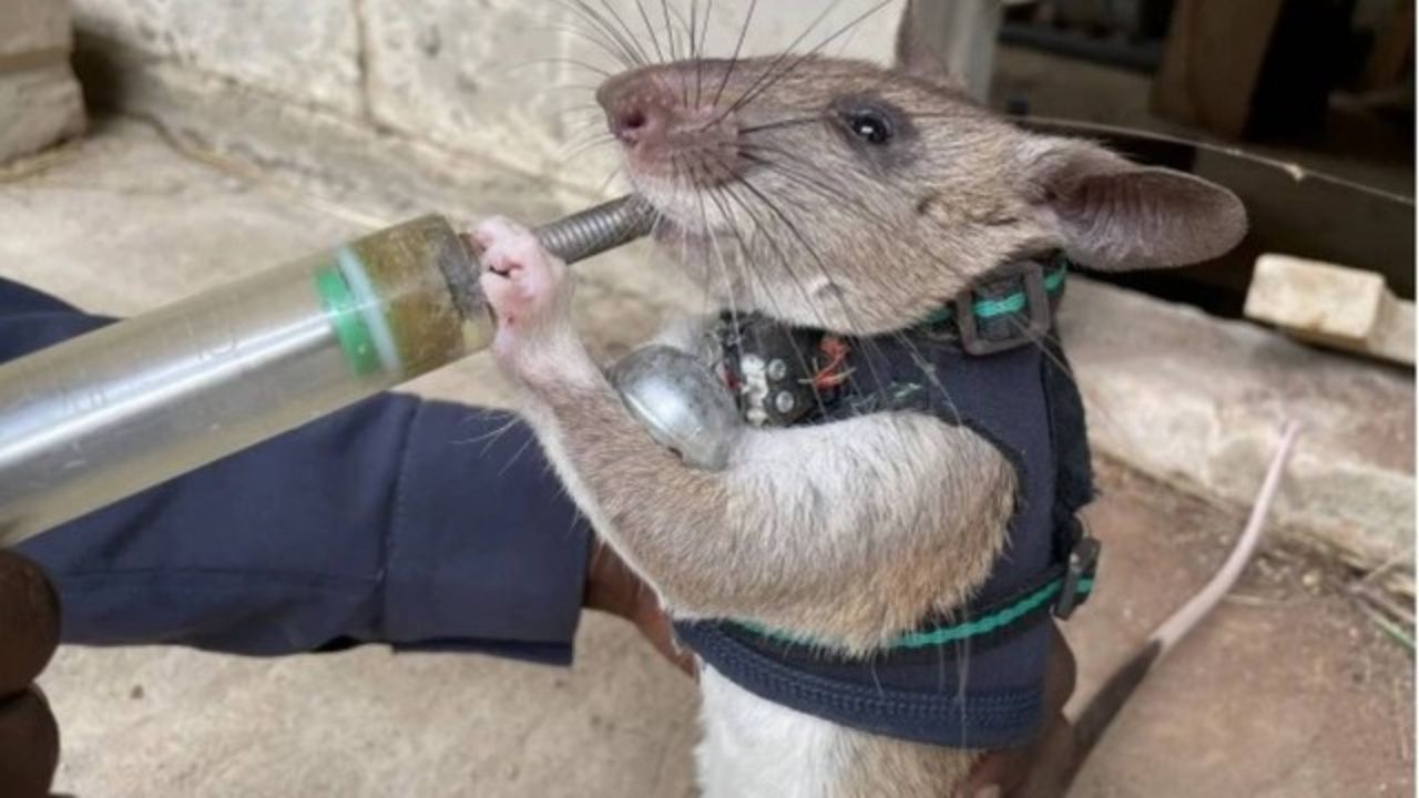 Por que roedores estão recebendo pequenas mochilas na Tanzânia?