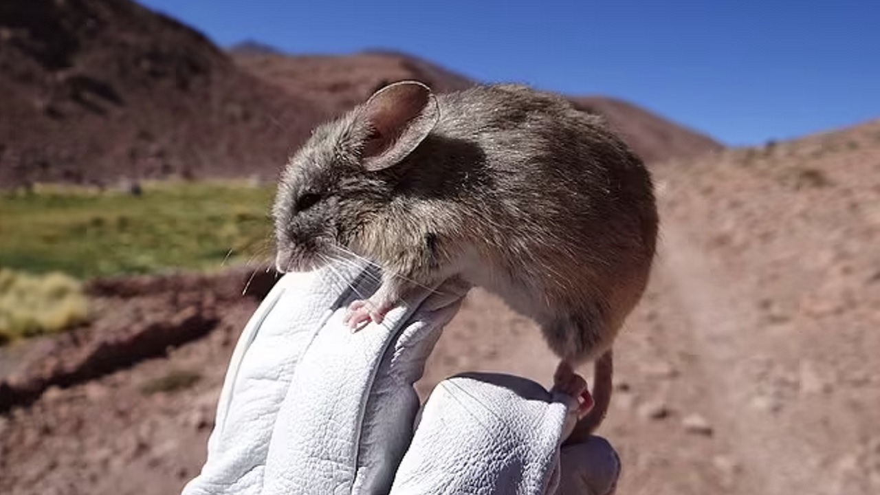 Cientistas descobrem 13 ratos mumificados no topo de três vulcões andinos