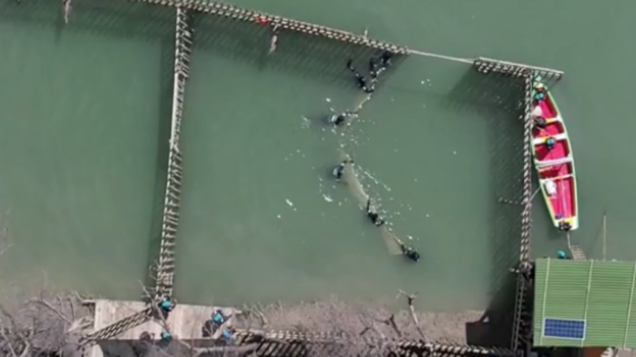 Projeto do Rio Grande do Norte solta primeiro peixe-boi-marinho reabilitado 5 anos após resgate