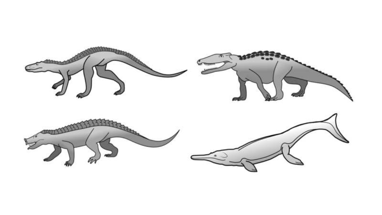 Pesquisa explica o motivo dos crocodilos de hoje serem tão semelhantes aos do Cretáceo