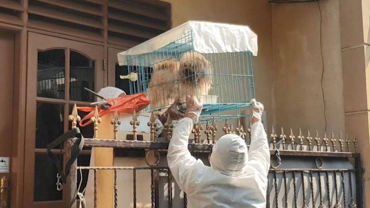 Voluntários criam grupo de resgates de pets órfãos após donos morrerem por covid-19 na Indonésia
