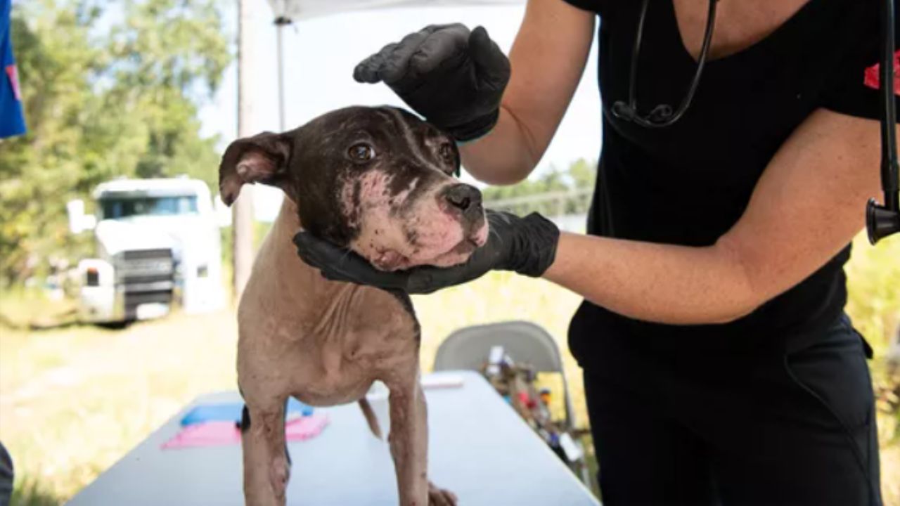 305 cachorros são libertados de rinha nos EUA