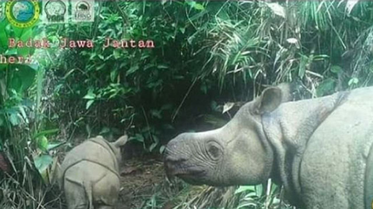 Filhotes raros de rinoceronte em extinção são localizados parque da Indonésia